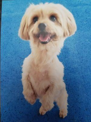 Veterinary Specialty Center Pet Hotel