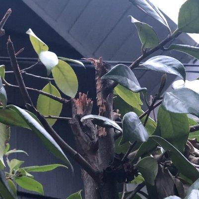 Brother Bear Tree Care