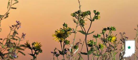 Photo from DNR Official Website