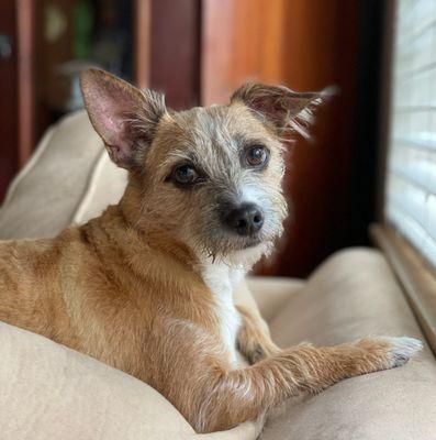 U Dirty Dog Pet Grooming