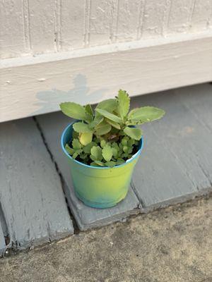 Only Child Originals