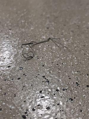 A fiber wire that was in the chow mein noodles. Chow Mein