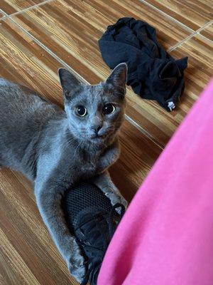 Apache Trail Veterinary Services