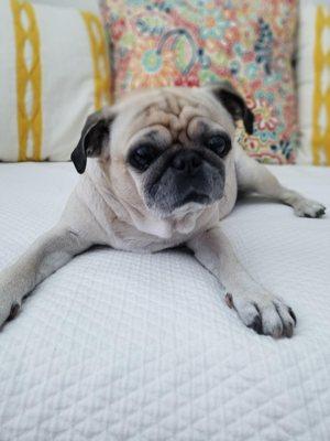 Goldstein Mobile Vet