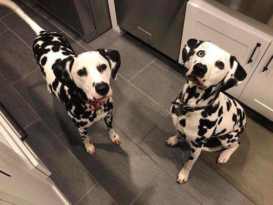 Watch Over Me Pet Sitting