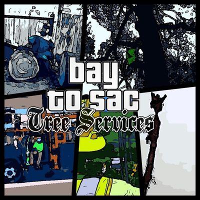 Bay to Sac Tree Services