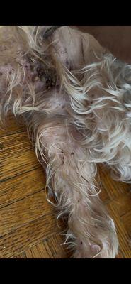 Columbus Circle Veterinary Hospital