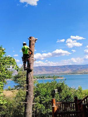 Darrell's Tree Service