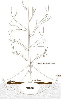 Kerry Kellam Certified and Consulting Arborist