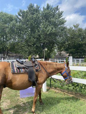 Saddle Creek Stables