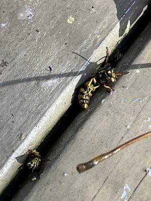 Precision Pest Control