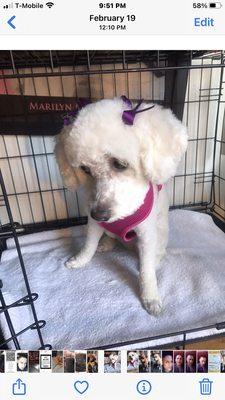 Fluffy Tail Pet Grooming