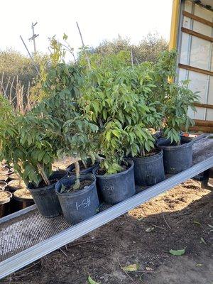 Atemoya Tropical Nursery