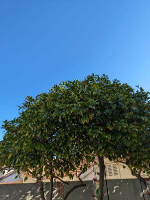 Trimmed lemon tree.