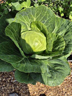 Eagle's Nest Berry Farm