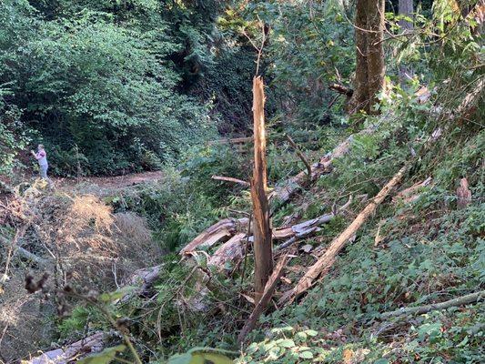 Where a couple trees fell after a few days of rain (Friday 29 September 2023).