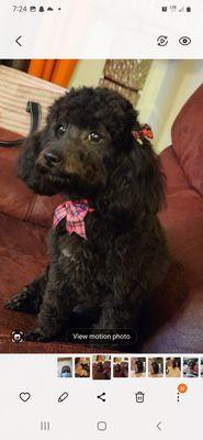 Delta Animal Services