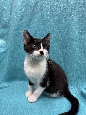 Blue Mountain Humane Association