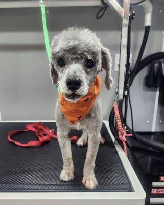 Classy K9 Mobile Groomer