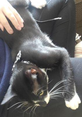 Evergreen Pet Resort