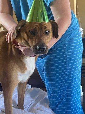 Snooty Giggles Dog Rescue