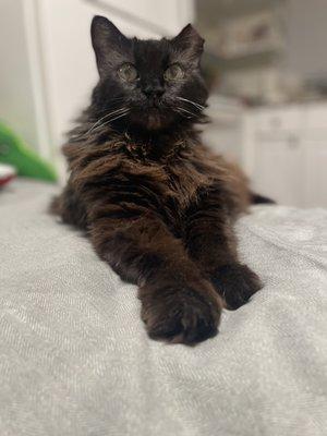 Bear Creek Veterinary Care