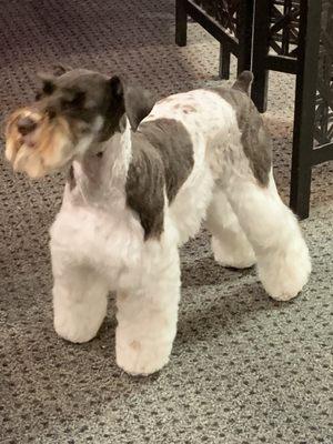 Meet Trooper. He's a handsome fella. He comes all the way from Ft Rucker in Alabama for me to groom him! I'm honored to be his groomer!