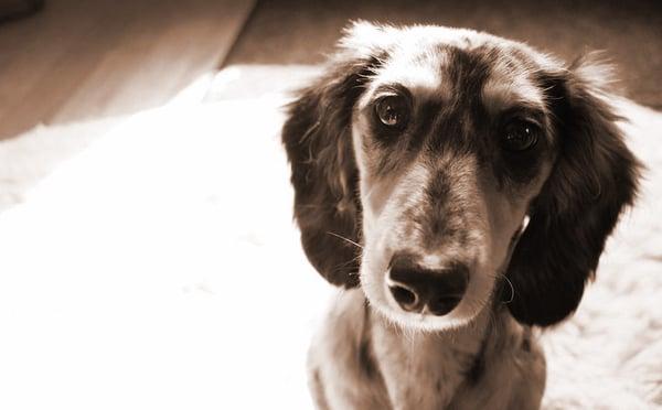 C&K Personalized Pet Care