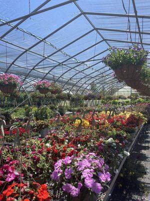 Phelps Nursery PGH West