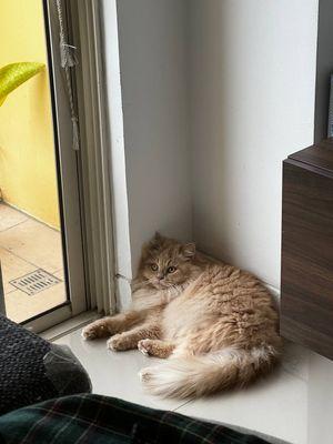 Mt Sinai Animal Hospital