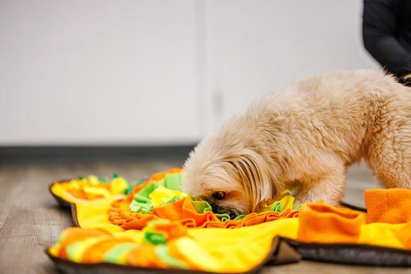 Pets in the City – Kahala