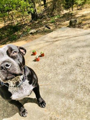 Warmhearted Pet Favors