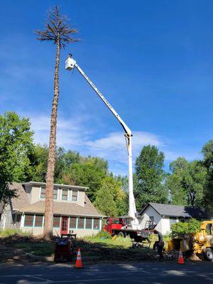 Iron Spruce Tree Care