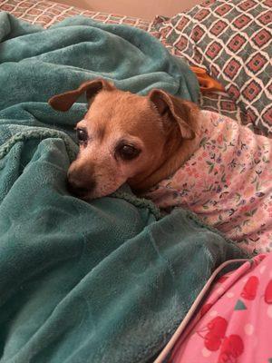 Betsy our elderly pup