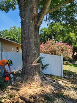 Above the Rest Tree Service
