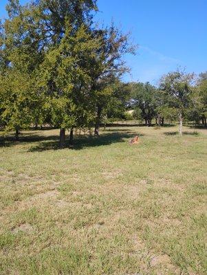 Whackin and Stackin Tree Services