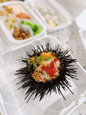 Sea Urchin