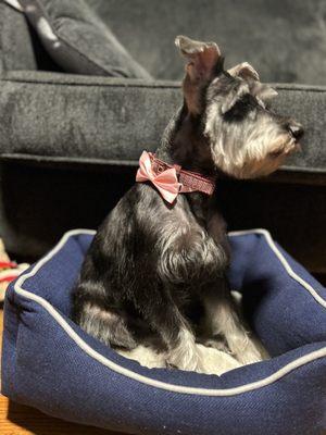 Bullyvard Pet Supplies & Grooming