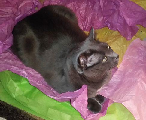 Sharp Animal Hospital