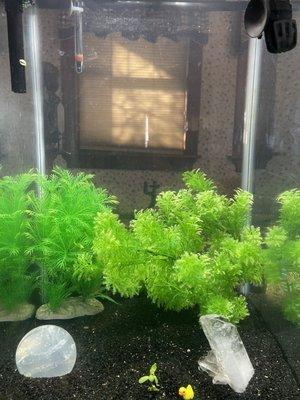 Pea puffers live here - very tiny hahaha