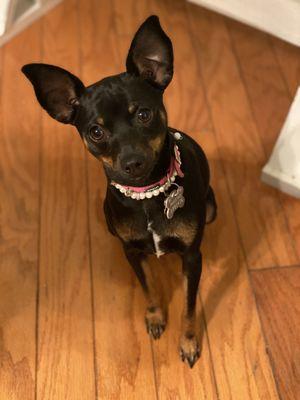 SouthPaw Pet Sitting