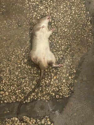 Rat in the restroom.