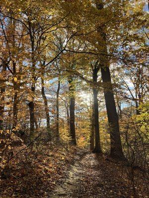 Haverford Reserve Trails