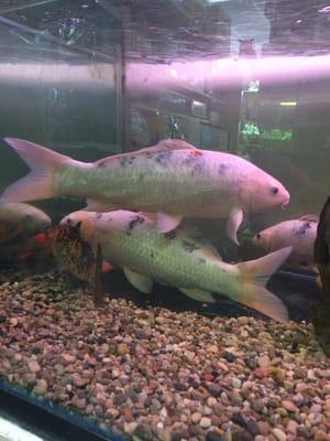 Aquatec Ponds