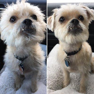 The Before/After work of Hilliard Pet Salon. They're always willing to make adjustments if I need any and my dog is always happy.