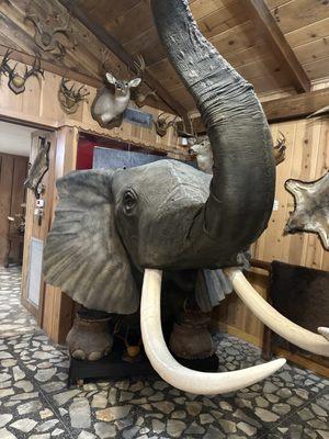 Wharton County Historical Museum