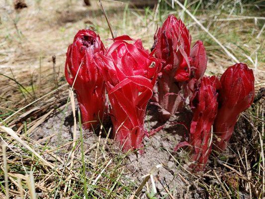 Bug Hunter Pest Control