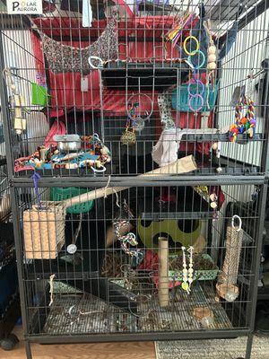 One of our rat setups