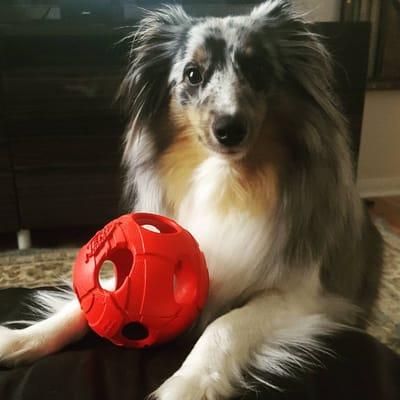 Kingwood Not Home Alone