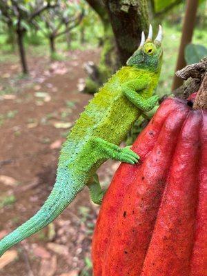 Jackson's chameleon climbs cacao pod at Mauna Kea Cacao.